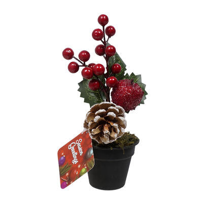 red berry pine plant- 8 - black pot -- 24 per box