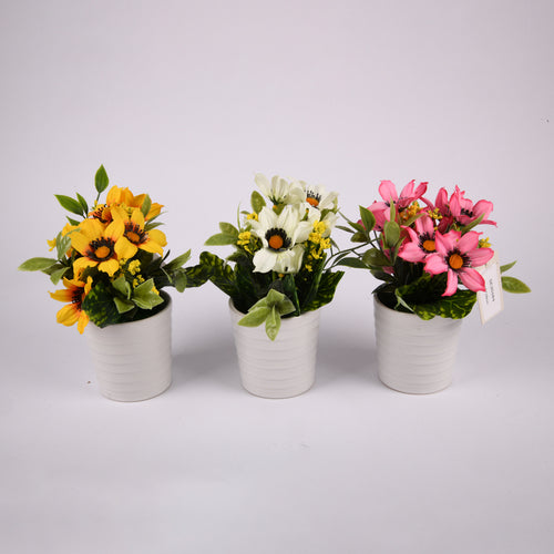 flower plant in white plastic pot 3 color -- 12 per box