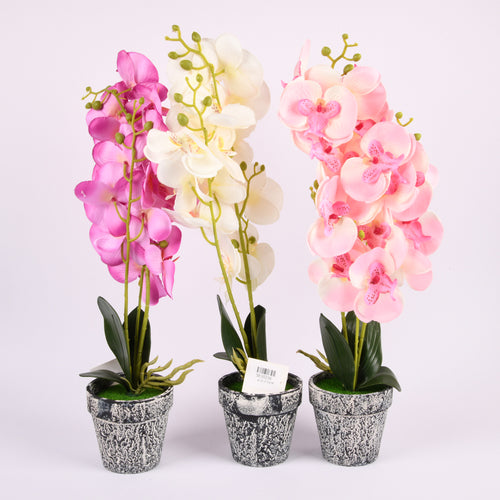 flower plant in plastic pot 3 color -- 12 per case