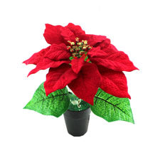 xm 7 inches bonsai -- 24 per box